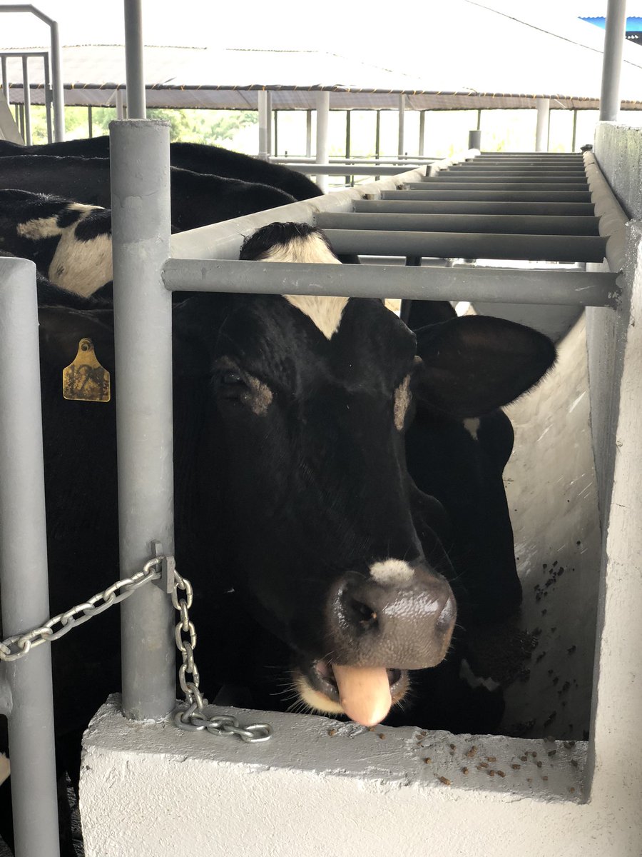 akdeguzman's tweet photo. My friend today. Cow #129. She fell asleep while she was being milked. #Organi-Ka https://t.co/jGEWkgh5mW