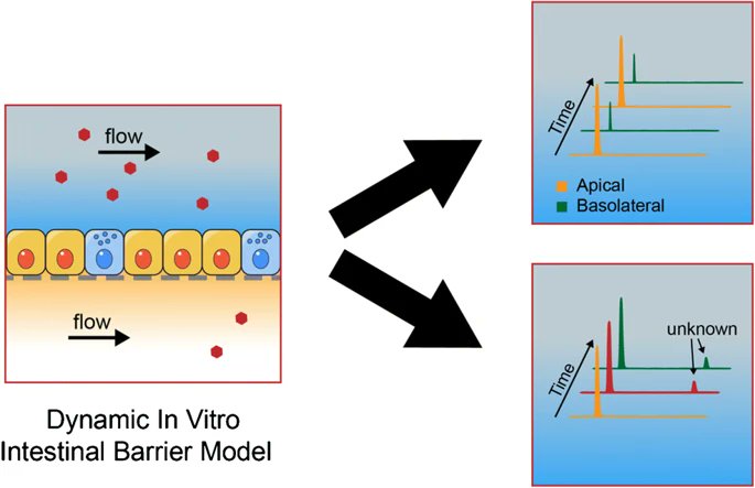 Anal Bioanal Chem (@analbioanalchem) on Twitter photo Dynamic in vitro #intestinal barrier model coupled to #chip-based liquid #chromatography mass #spectrometry for oral #bioavailability studies
by Michel W. F. Nielen et al <a href="/WUR/">Wageningen U&R</a> <a href="/WURfoodsafety/">WUR Food Safety</a>
Read the full article here:
link.springer.com/article/10.100… Dynamic in vitro #intestinal barrier model coupled to #chip-based liquid #chromatography mass #spectrometry for oral #bioavailability studies
by Michel W. F. Nielen et al <a href="/WUR/">Wageningen U&R</a> <a href="/WURfoodsafety/">WUR Food Safety</a>
Read the full article here:
link.springer.com/article/10.100…