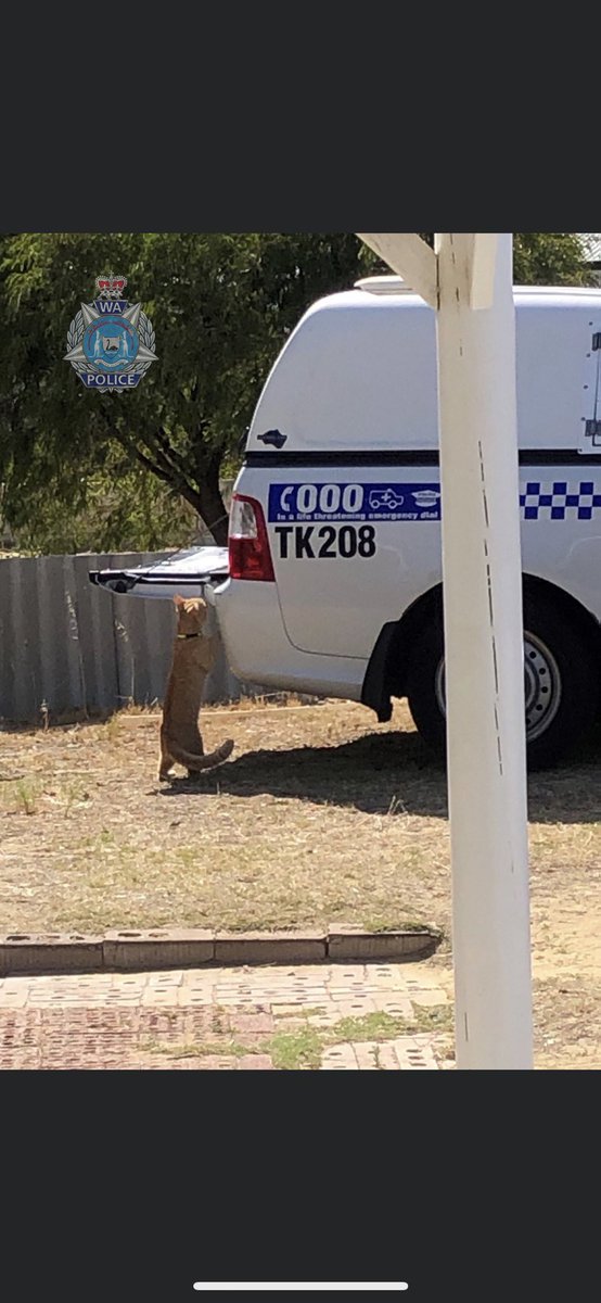 As I walk through the valley.... Those avid followers would pick this as one of our Canine Utes @ a Search Warrant. Luckily curiosity did not kill the 🐱 this time! Pic credit: Joondalup Dets #k9 #dogsoftwitter #dogs #teamdogs