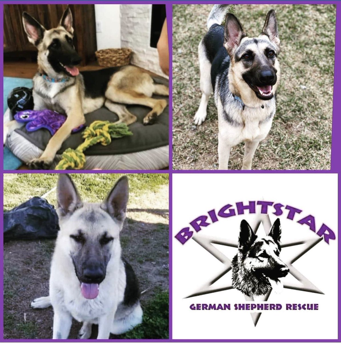 WNYHeroes's tweet image. We are down to the final 24 hours and awaiting the arrival of these next three beautiful German Shepherd’s. They arrive tomorrow and will start training to be turned over and paired up with #Veterans in our #servicedog program #PawsitiveforHeroes  #wny #heroes #WNYHServiceDogs