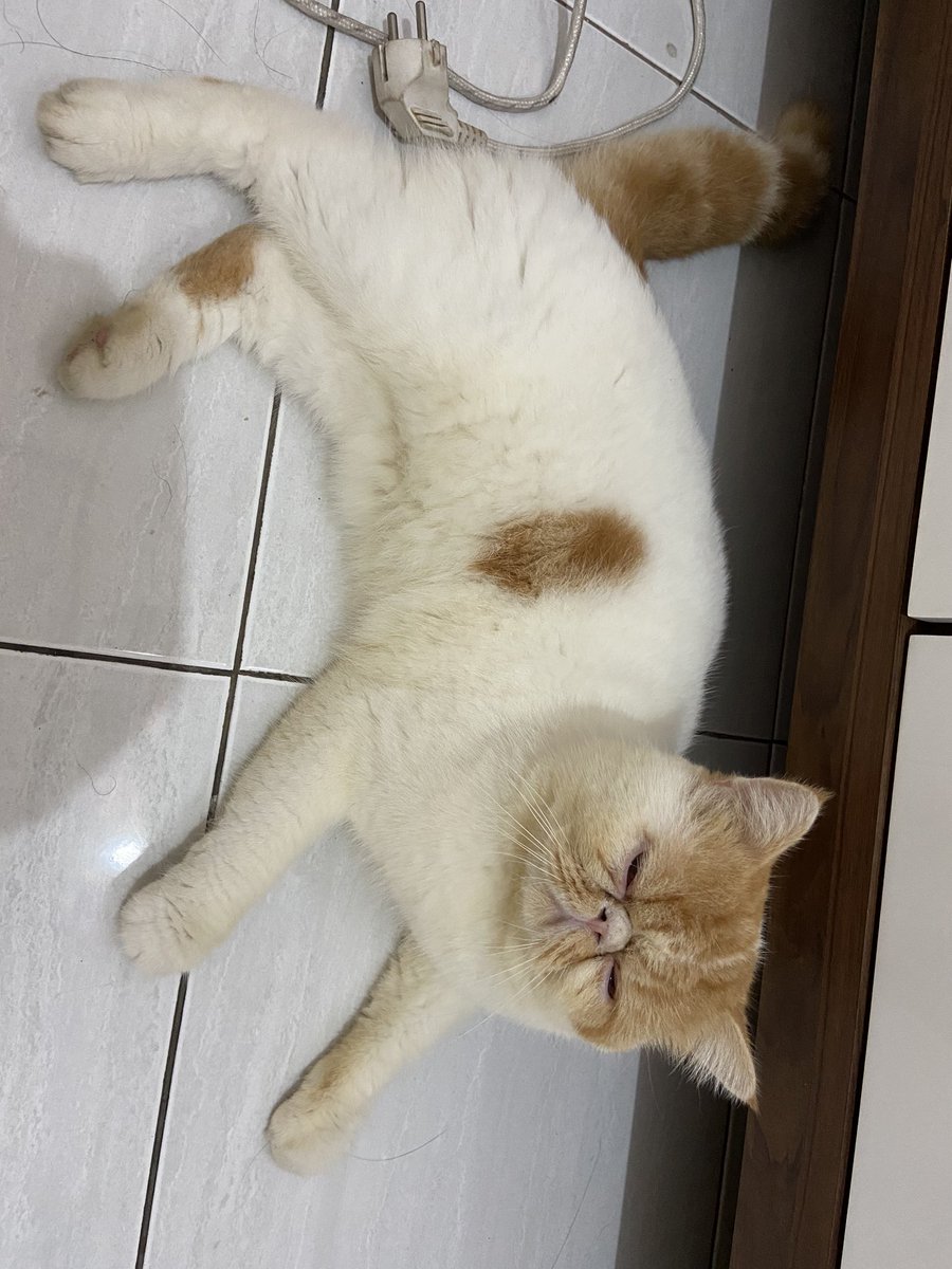 pangestikaa's tweet photo. Halo. boleh bantu RT ya buat cari kucing aku peak nose short hair Namanya Koko. Dia jantan, ciri2nya ada corak coklat di badan kanannya, hidung pesek, buntutnya corak belang2. Hilang dr 15 feb. Kalo ada yg lihat sekitar cijantung, kalisari, pekayon boleh banget DM. Terimakasih 🙏🏻 https://t.co/quuFJzRlkQ