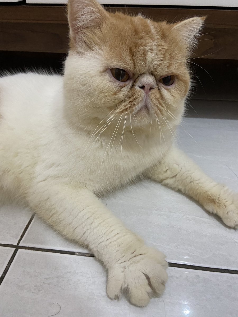 pangestikaa's tweet photo. Halo. boleh bantu RT ya buat cari kucing aku peak nose short hair Namanya Koko. Dia jantan, ciri2nya ada corak coklat di badan kanannya, hidung pesek, buntutnya corak belang2. Hilang dr 15 feb. Kalo ada yg lihat sekitar cijantung, kalisari, pekayon boleh banget DM. Terimakasih 🙏🏻 https://t.co/quuFJzRlkQ