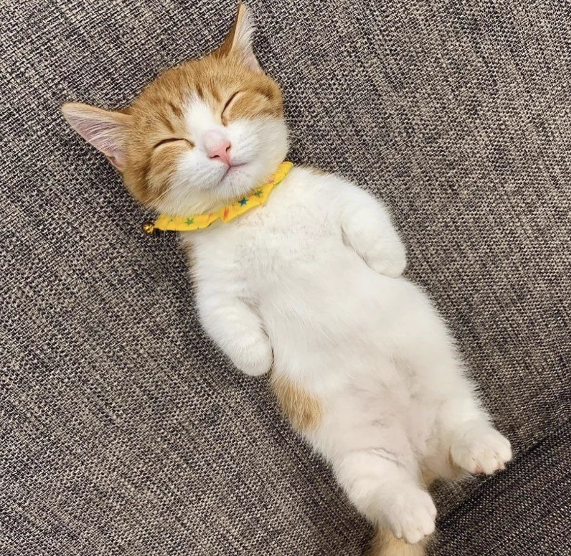 寝顔、寝相ともに可愛すぎる！見てるだけで頬が弛んじゃう猫の画像！