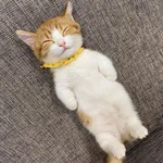 寝顔、寝相ともに可愛すぎる!見てるだけで頬が弛んじゃう猫の画像!