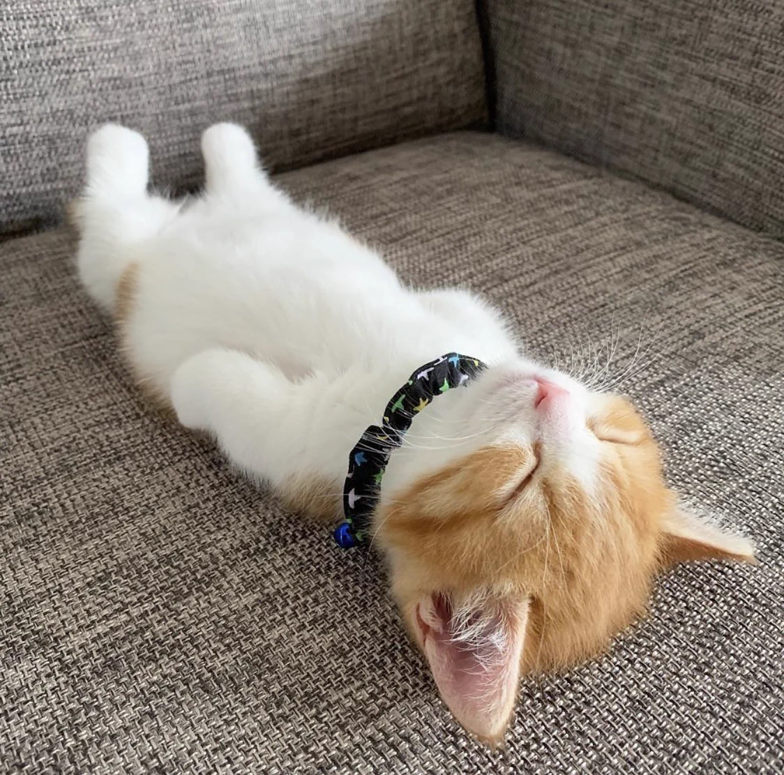 寝顔、寝相ともに可愛すぎる！見てるだけで頬が弛んじゃう猫の画像！