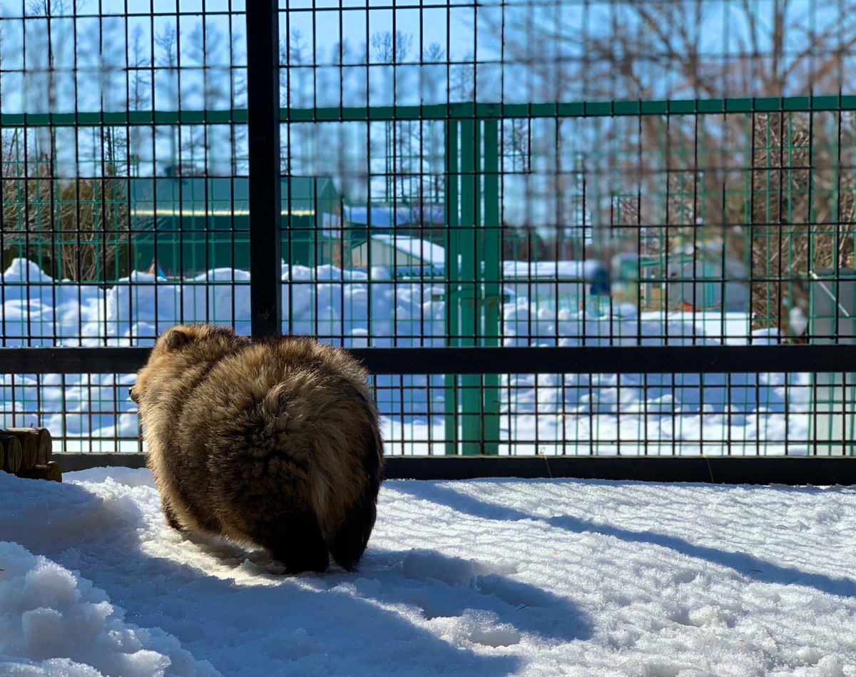 ゆきむら タヌキはいいな 狐派か狸派かと問われれば 圧倒的タヌキ派