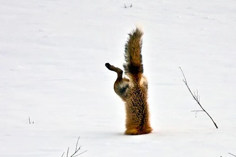 雪に刺さっているキツネ！？雪にダイブするキツネの姿は狩りをしている様子ですｗ