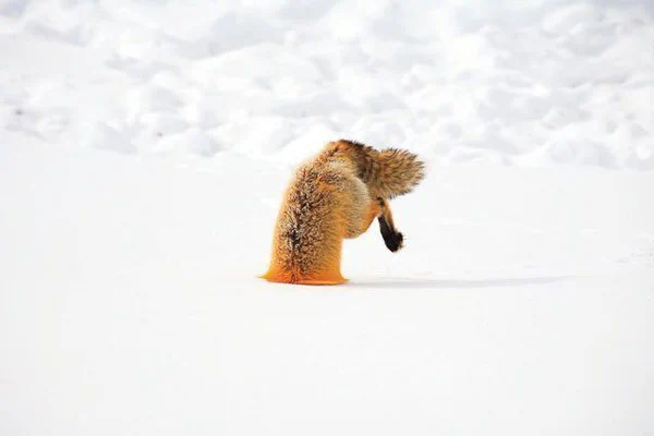 雪に刺さっているキツネ！？雪にダイブするキツネの姿は狩りをしている様子ですｗ