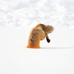 雪に刺さっているキツネ!？雪にダイブするキツネの姿は狩りをしている様子ですｗ