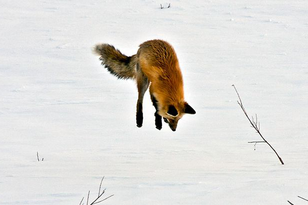雪に刺さっているキツネ 雪にダイブするキツネの姿は狩りをしている様子ですｗ 話題の画像プラス