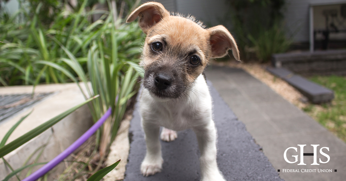 GHSFCU's tweet photo. Do dog owners live longer? Find out what the American Heart Association has to say. https://t.co/MGOUGjN6yx https://t.co/spUSOtMYcY
