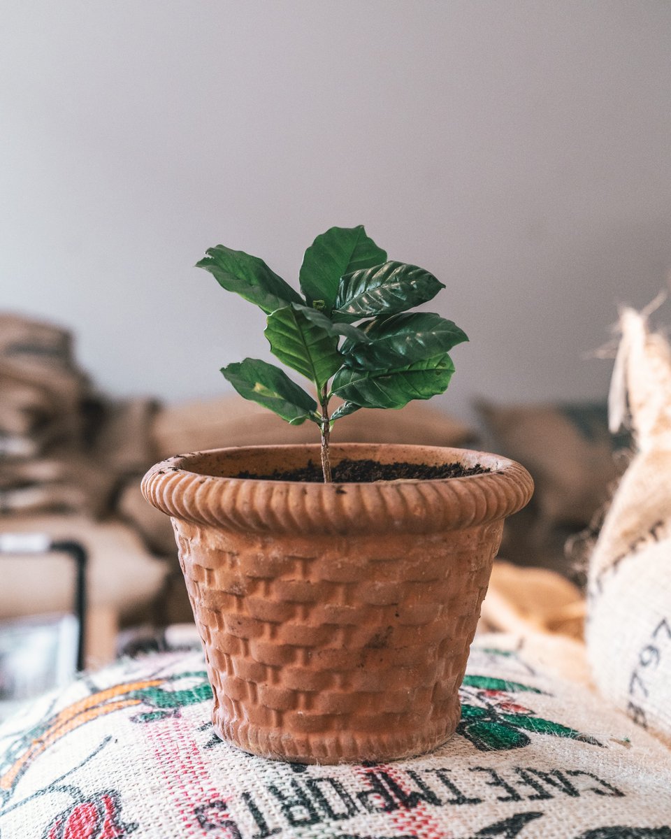 Our baby coffee plant is thriving! 🌿🌱☕