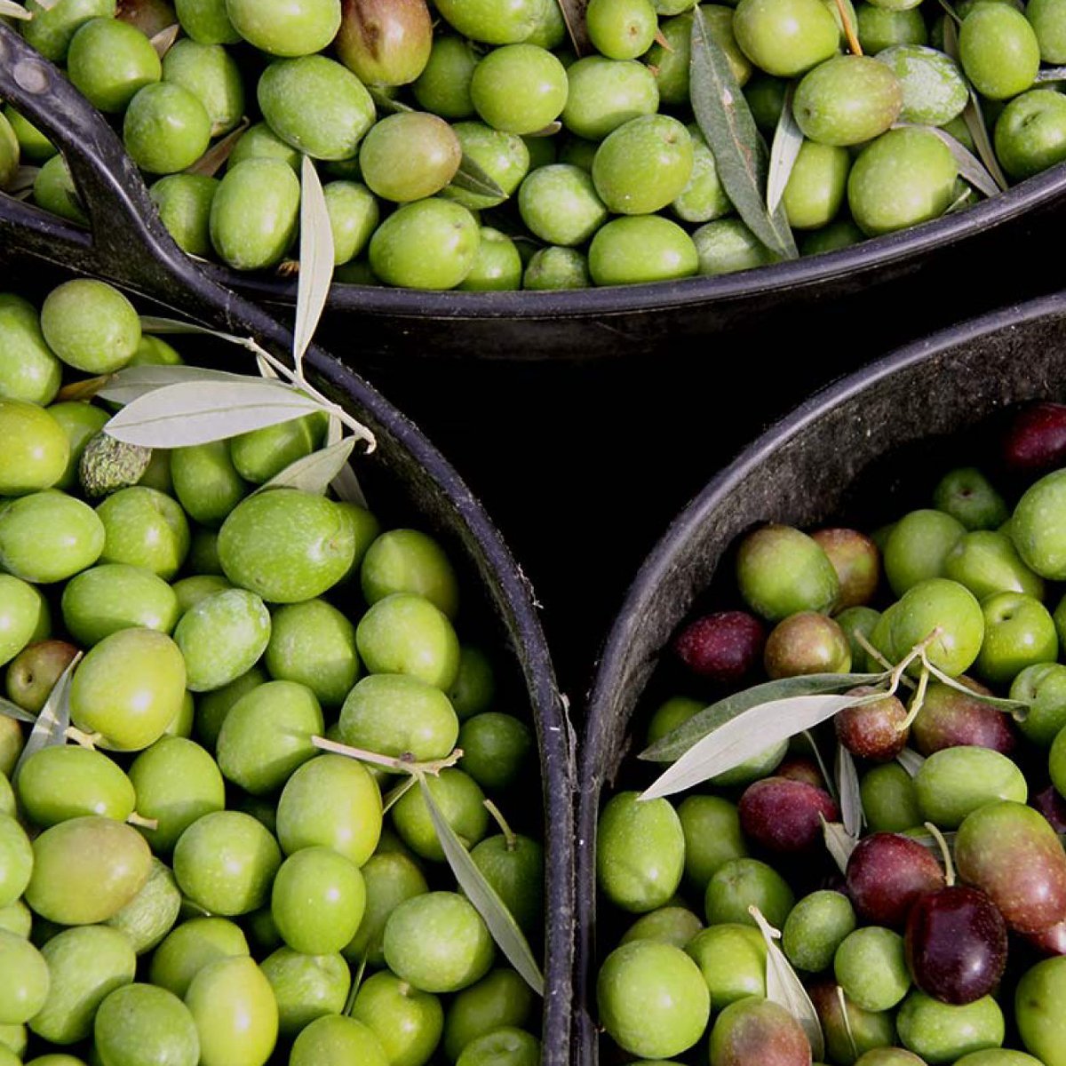 UEFrance's tweet photo. 👏 L'Huile d'olive de Provence a aujourd'hui reçu son Appellation d'Origine Protégée (AOP) 🇪🇺🇫🇷☀️🌿

Toutes les étapes de production de cette huile doivent avoir été réalisées dans l'une des 464 communes couvertes par l'aire géographique de l'appellation.

#EUQuality #SIA2020 https://t.co/j8EbUPs6RR