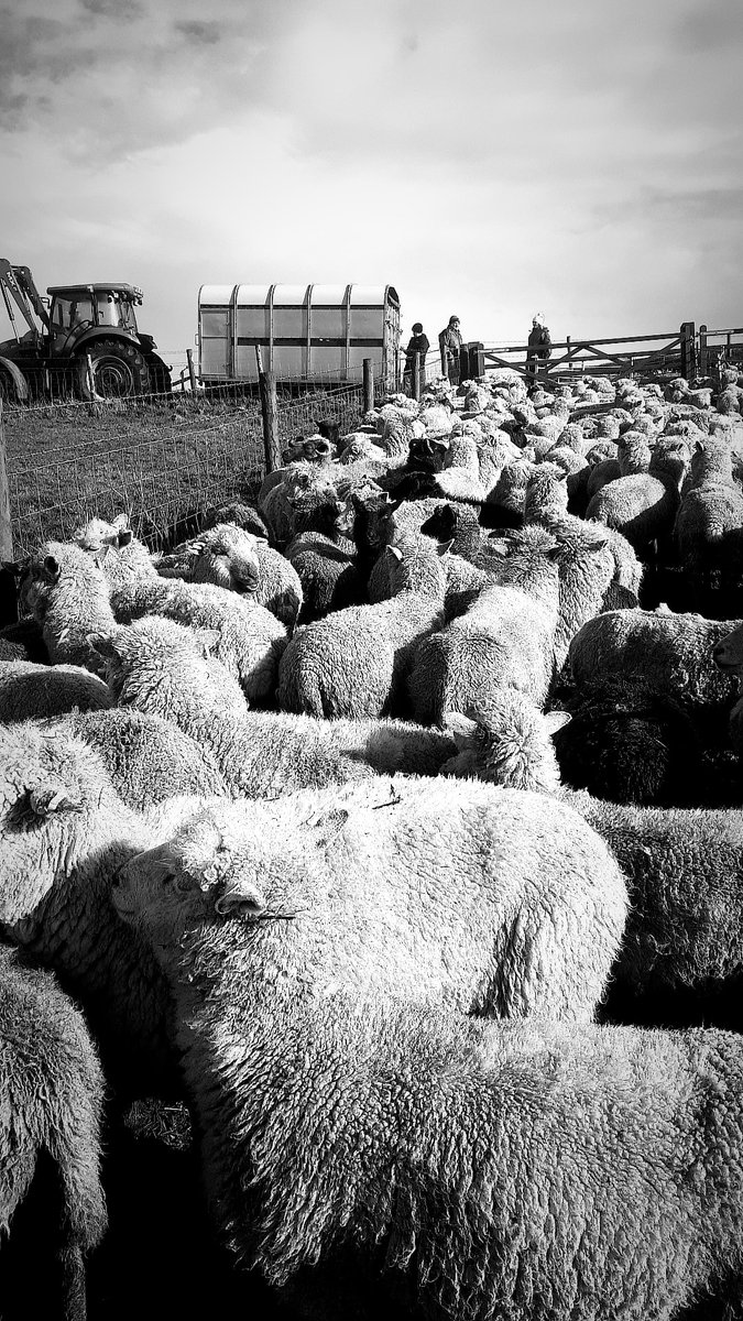 IFJaCs_farm's tweet photo. Moving 350 ewes to lower ground for some TLC before lambing starts in 3 weeks. 
#dorset  #eggardonhill #nationaltrust #sheep365 https://t.co/mFUP94vw3W