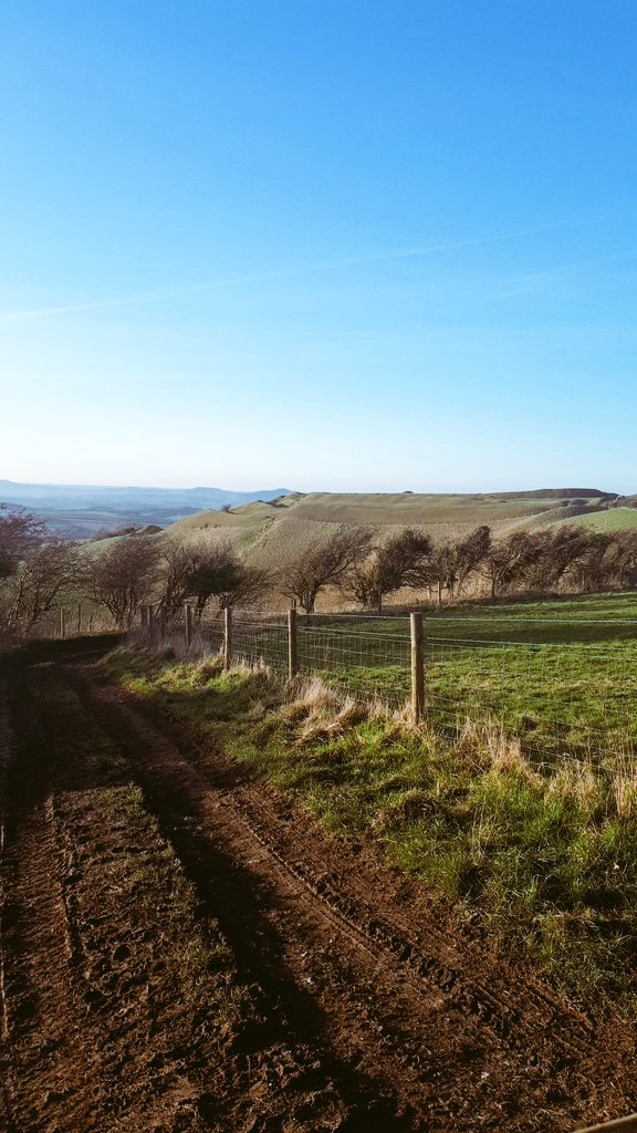 IFJaCs_farm's tweet photo. Moving 350 ewes to lower ground for some TLC before lambing starts in 3 weeks. 
#dorset  #eggardonhill #nationaltrust #sheep365 https://t.co/mFUP94vw3W