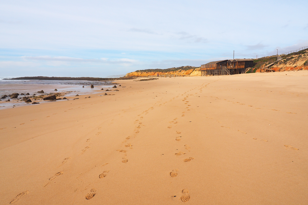 BuzzTrips tweet media