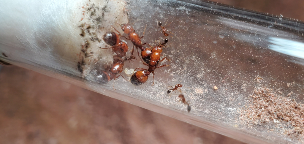 ants853's tweet photo. Tropical Fire Ants, 2 species 1 colony ! https://t.co/OW3yCVSCr7 https://t.co/SY5jGOlIFe