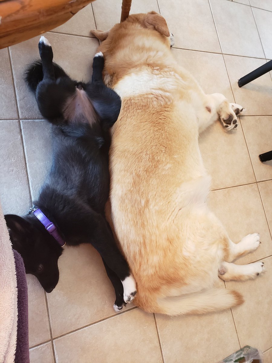 kellymat74's tweet photo. Keeping it going!!

#LoveYourPetsDay 
#unconditionallove 
#lightofmyworld https://t.co/vQcZlwATZ4
