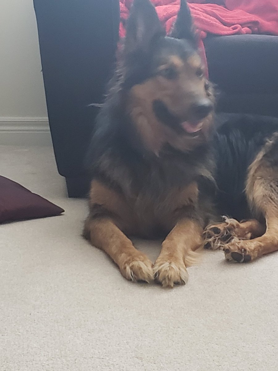 kellymat74's tweet photo. Keeping it going!!

#LoveYourPetsDay 
#unconditionallove 
#lightofmyworld https://t.co/vQcZlwATZ4