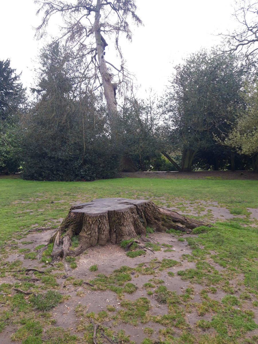 schoolofnight's tweet photo. Six years ago, The School danced under the shade of this white oak. 'Fear no more the lightning flash, nor the all-dreaded thunder stone', gentle giant #cometodust #FairyPortal #Hernedances @SlungLow @TheRSC @NimaTaleghani @RashDashTheatre https://t.co/0FueWTnCfu