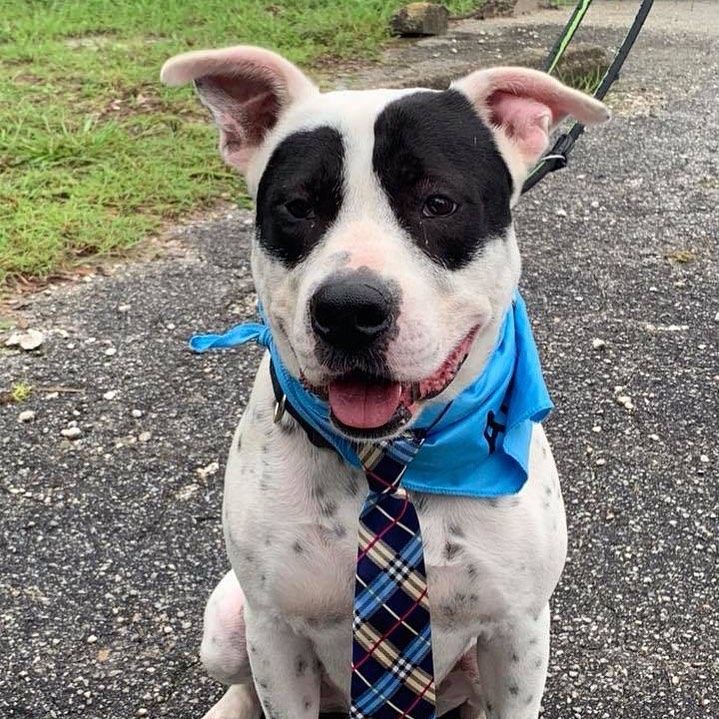 What is your #FridayMotivation - our motivation is helping our rescue pups find #furever homes. Bruno is all dressed up with no where to go. #heneedsadatenight #adopt #FridayFeeling #OoTB #Florida #BestFriend