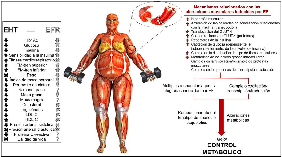 It is time to go beyond the general #resistance #training!

•Are #hypertrophic and #muscular endurance training  effective for the management of #T2DM?

Our new study: onlinelibrary.wiley.com/doi/full/10.11…

@PedroAM_ugr <a href="/MariaRAyllon/">María Rodriguez-Ayllon</a> @DavidNiederseer
 #diabetes #exercise #obesity #lifestyle