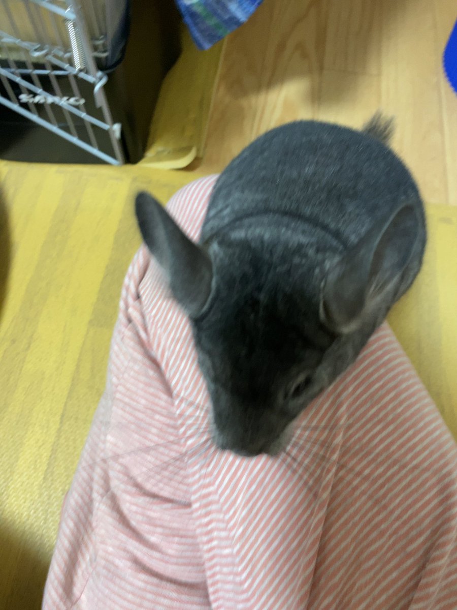 AggChin's tweet photo. とってもビビりなあぐちゃん。 部屋んぽの時もビビって出てこなかったのに 昨日急に出てきて 更に飼い主の膝の上に😍 あまりの嬉し��に急いで写真撮影😆 この後は思う存分部屋んぽを楽しみました😙 https://t.co/RqhngoznTt