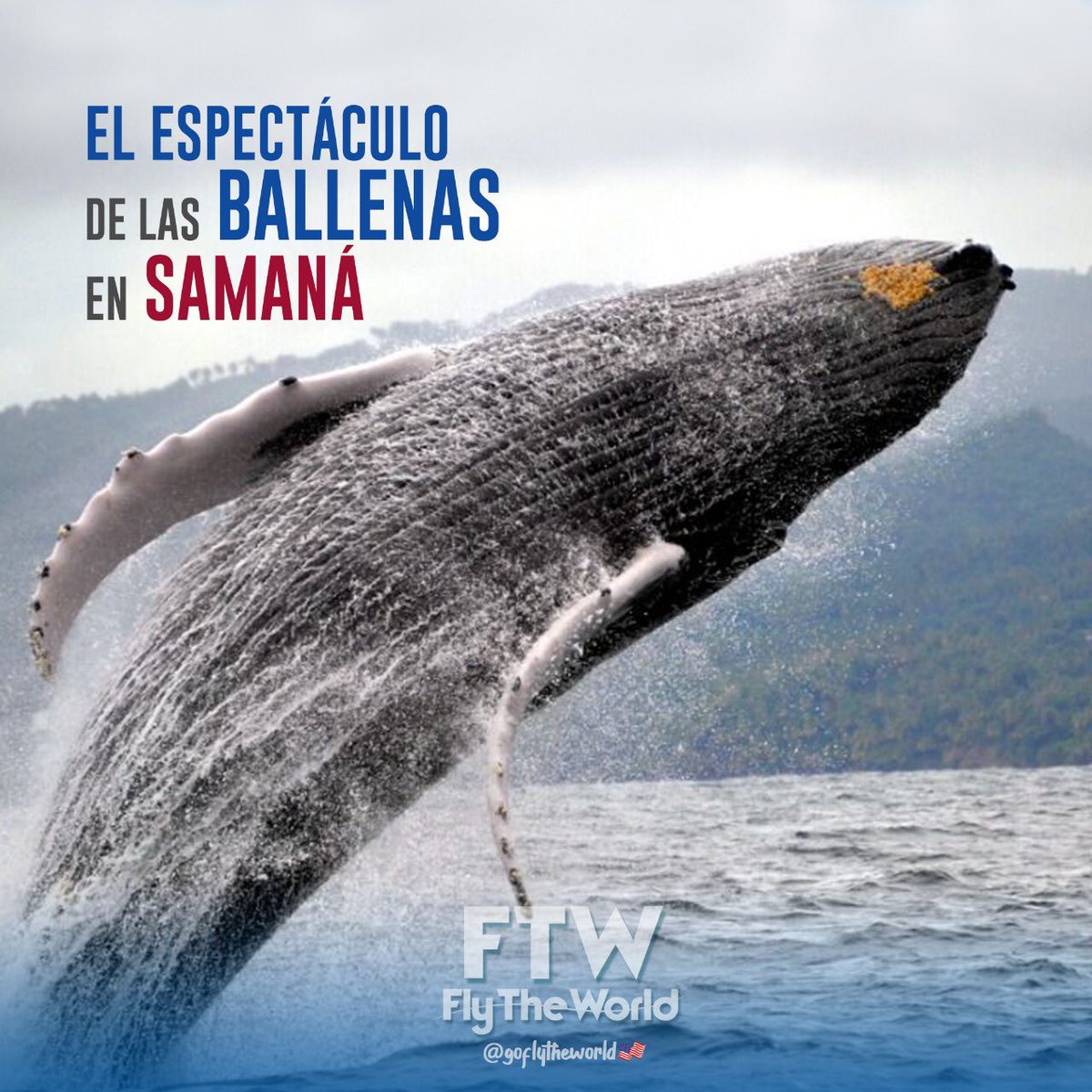 FlyTheWorldUSa's tweet photo. Te invitamos a pasar por nuestro instagram @GoFlyTheWorldus se viene la temporada de avistamiento de las ballenas Samaná y podras verlo https://t.co/WUYGAkpRap