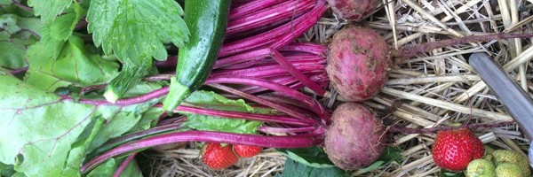 Fresh and hot off the press, our Feb Newsletter is filled with lots of delicious short, bite-size articles about local activities, just to tantalise your taste buds. Enjoy &amp; share! :)  mailchi.mp/a07eb89a21d3/b…