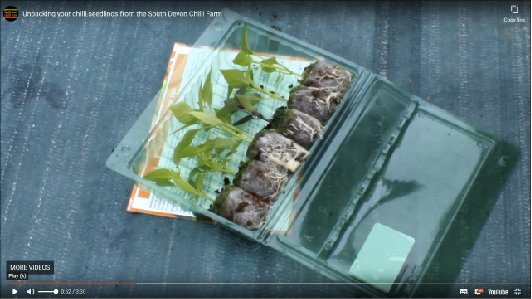 Have you ever wondered how we send chilli seedlings out in the post? it's pretty nifty 😁 - check out the video and see how we do it 🎥 southdevonchillifarm.co.uk/how-to/videos/ #chilli #chilliplant #chilligrowing #plantsbypost