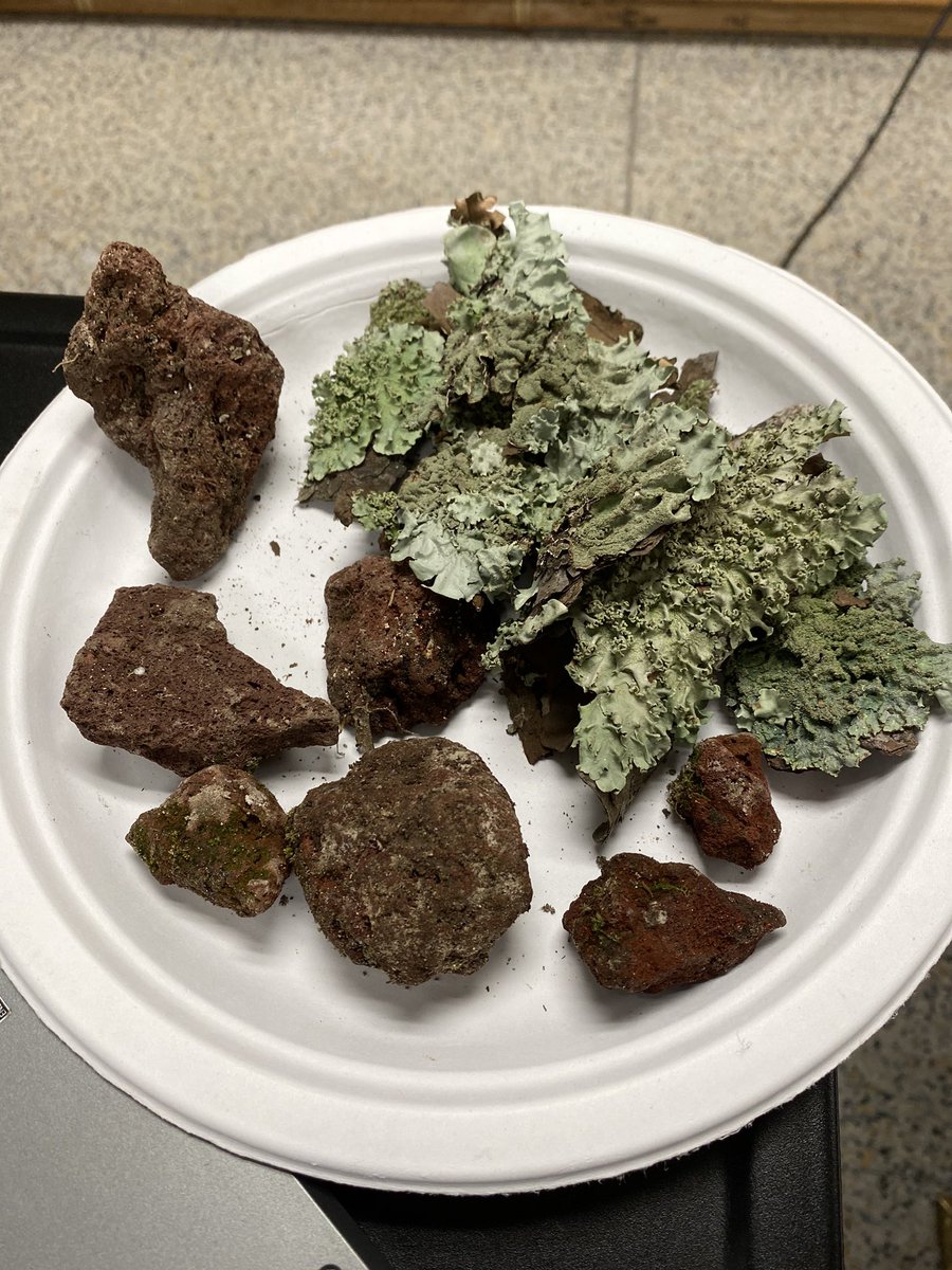 MsDeBottisbio's tweet image. Our collection of local succession! @MsDeBottisbio @KleinOak #bionerds #succession #lichen #lavarockfrommypoolarea