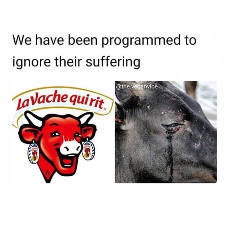 Total Animal Liberation tweet media