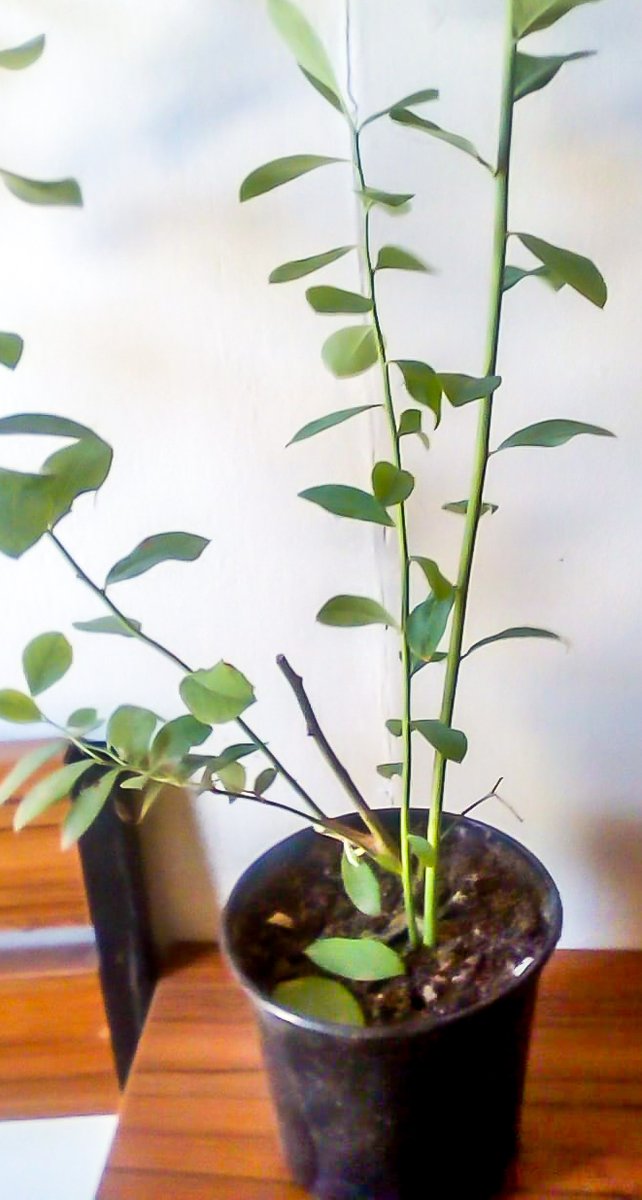 ClicknPlantza's tweet photo. Blueberry, Granadilla and Herb Gardens..... - https://t.co/yKEo3nbDKc

#clicknplant
#granadilla
#blueberry
#herbs
#mobilegarden
#growyourown
#fruitrees
#thyme
#oregano
#healthyliving
#garden
#landscaping
#gardencentre
#capetown
#2020
#organic
#organicfood https://t.co/yjMA9dSpEj