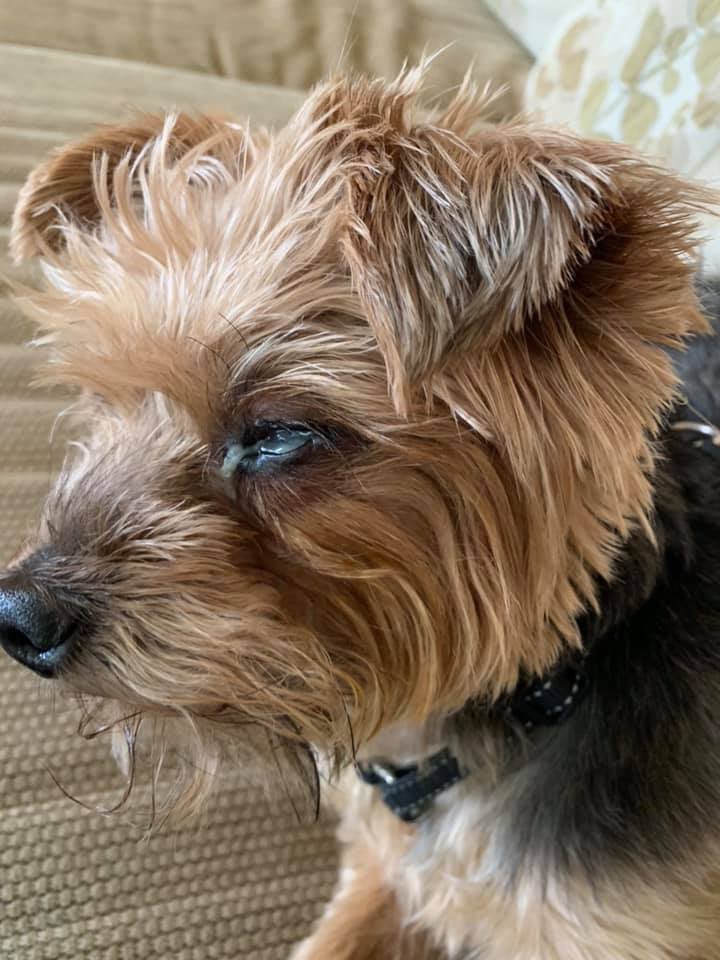 helw94's tweet photo. So Tesco pet eye wipes did this to my dog. The vet wrote to them and told them he was BLIND because of the wipes used! Tesco’s investigation “proved it wasn’t the wipes” OUR VET TOLD THEM IT WAS THE WIPES!!! Fuming is an understatement!! Share so no other dog goes through this! https://t.co/HHqPEMzVOU