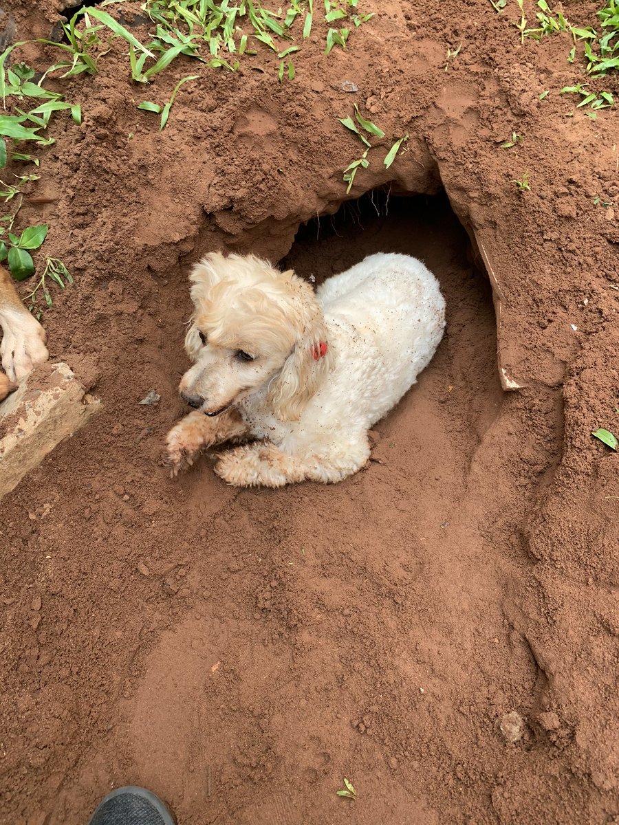 nico_garcete's tweet photo. “Vamos a adoptar un perro chico nomás para que no destruya el patio” https://t.co/KqbJafInvW