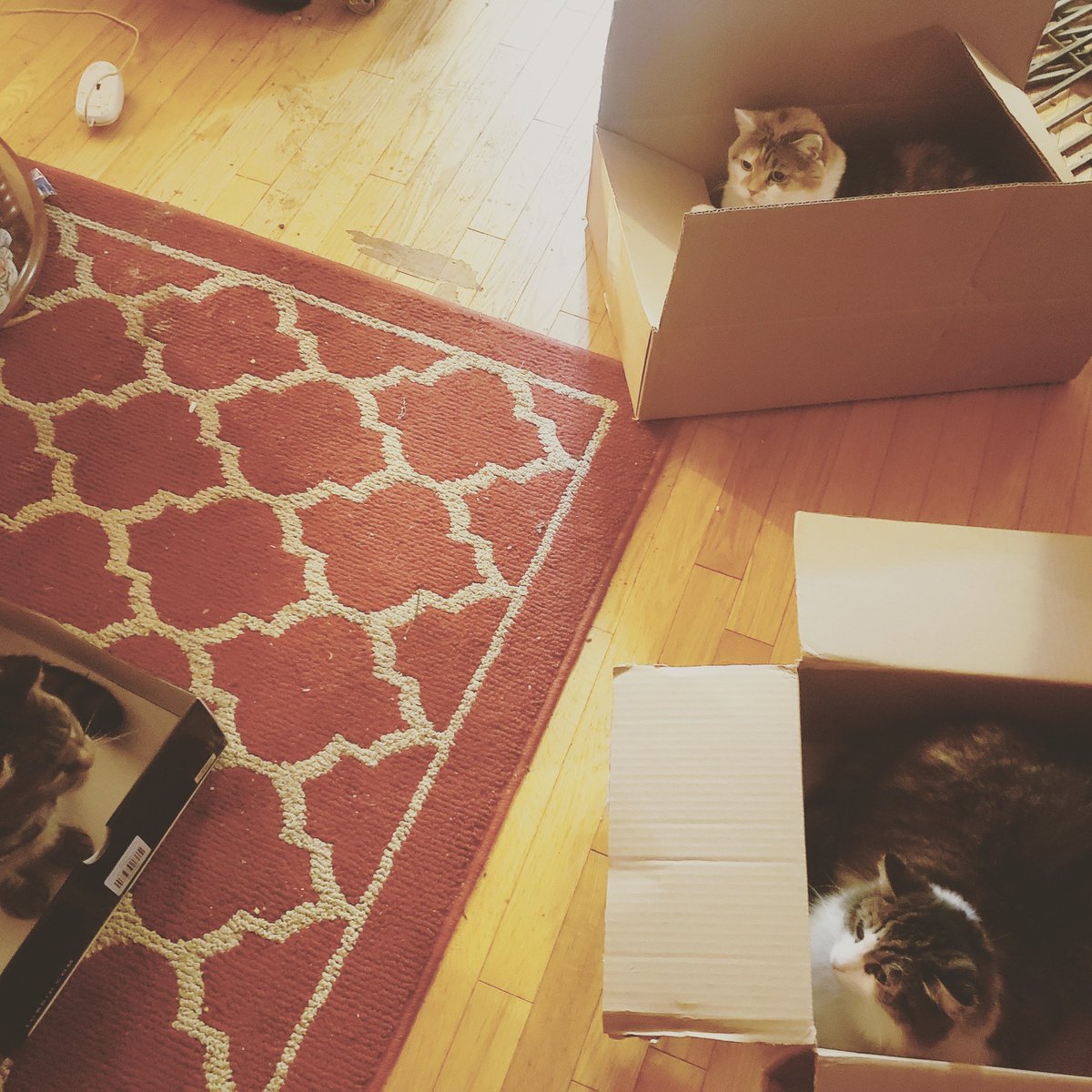 BitsyItsyandBoo's tweet photo. What happens when you have three cats? This.
#CatsOfTwitter #catsofinstagram #MissBitsy #MissBoo the #Itsybeast https://t.co/ORlLnv3ObE