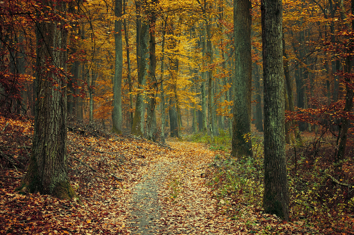 精品私房（除本號外其他的都是山寨！） on Twitter: 秋天的小路 Autumn Walk Photo by Zsolt 