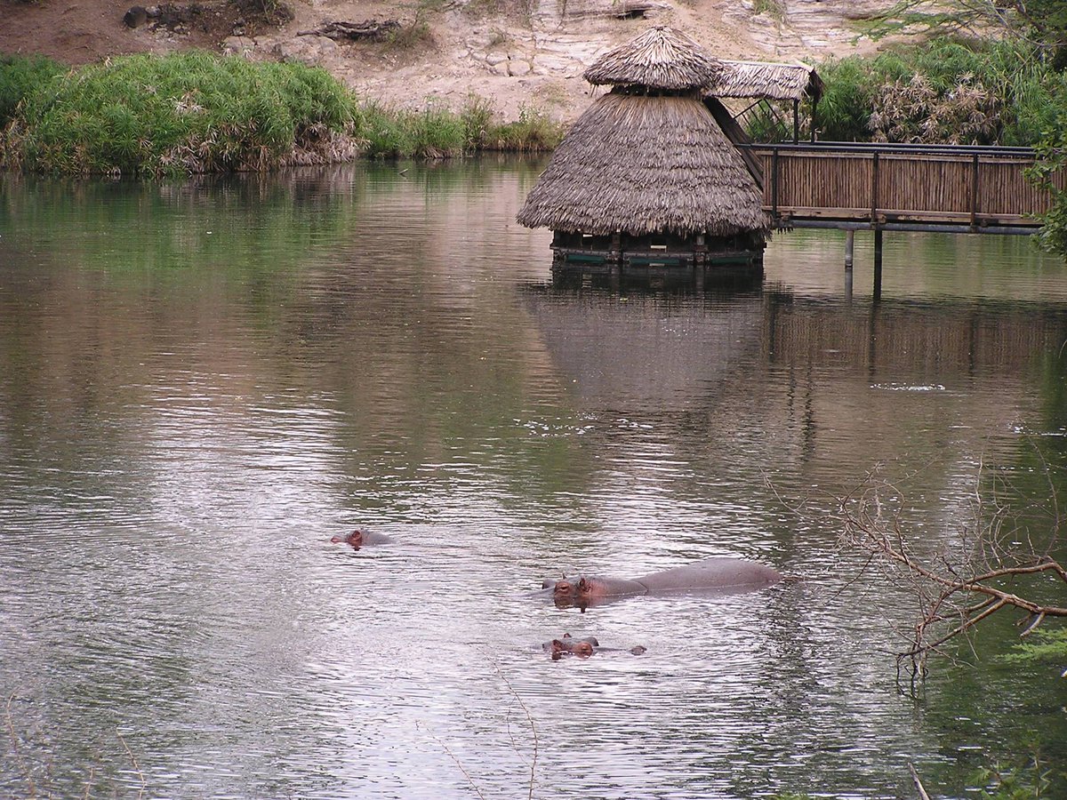KWSKenya's tweet photo. The breathtaking Mzima Springs at Tsavo West National Park, a sight of 50 million gallons of crystal clear water gushing the under parched lava rock. #DiscoverKWSParks https://t.co/vlu5JDOZLv