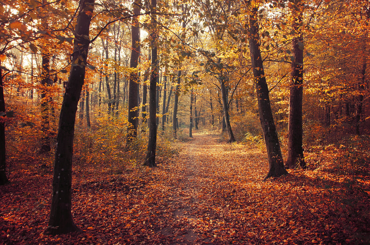 精品私房（除本號外其他的都是山寨！） on Twitter: 秋天的小路 Autumn Walk Photo by Zsolt 