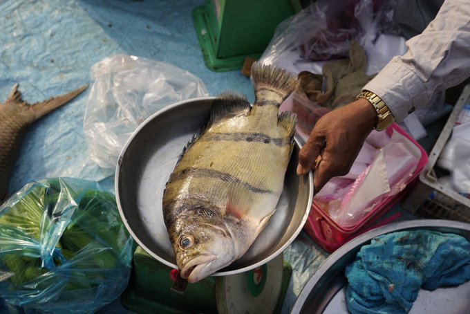 フォーバータイガーのtwitterイラスト検索結果