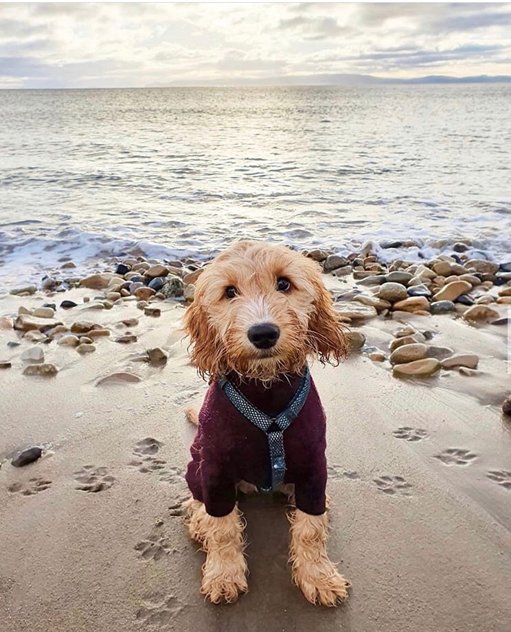 TheCoig's tweet photo. Windswept. Our #FridayFeeling today ☔️☔️💨😍
📷 by @dougal.out.west (Instagram)
📍 Isle of Arran #thearran #thecoig https://t.co/D2p9ZKMIE9