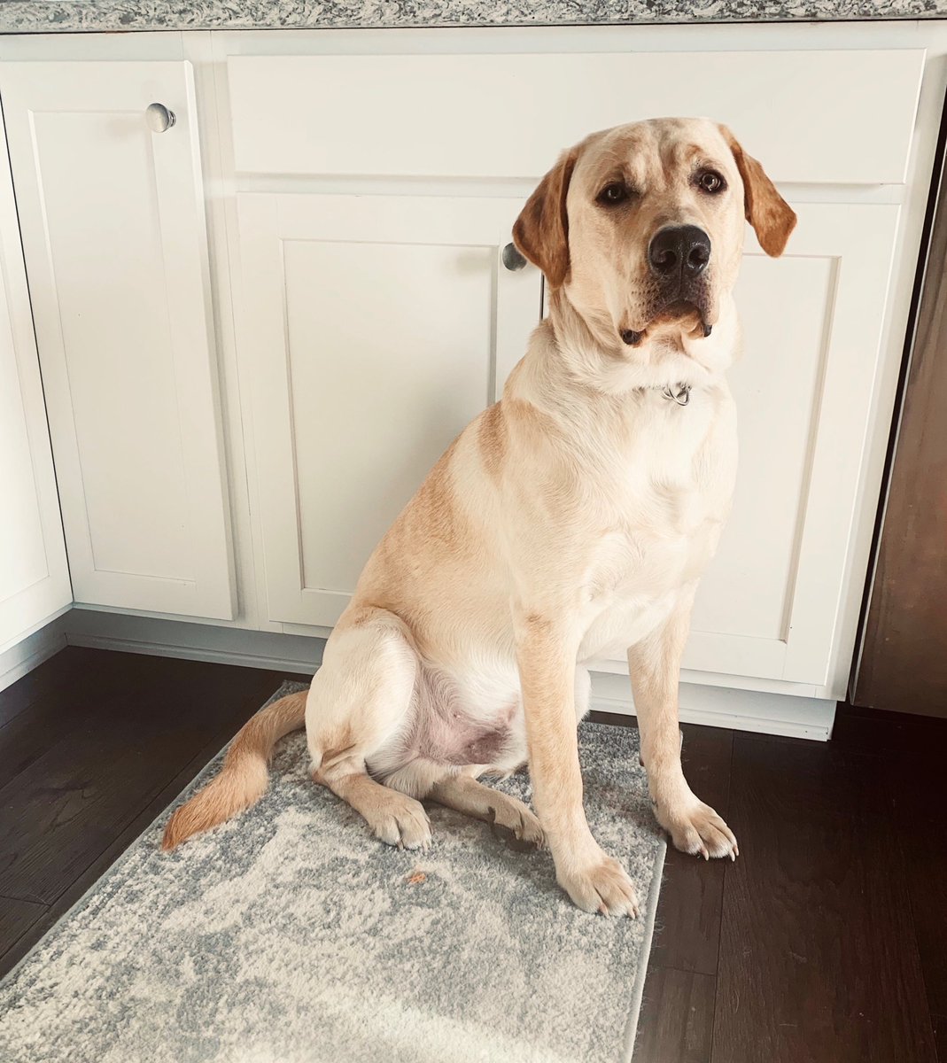 ReneeTHD's tweet photo. This is Hank 🐾 #pupuary https://t.co/70AqiZJU5Q