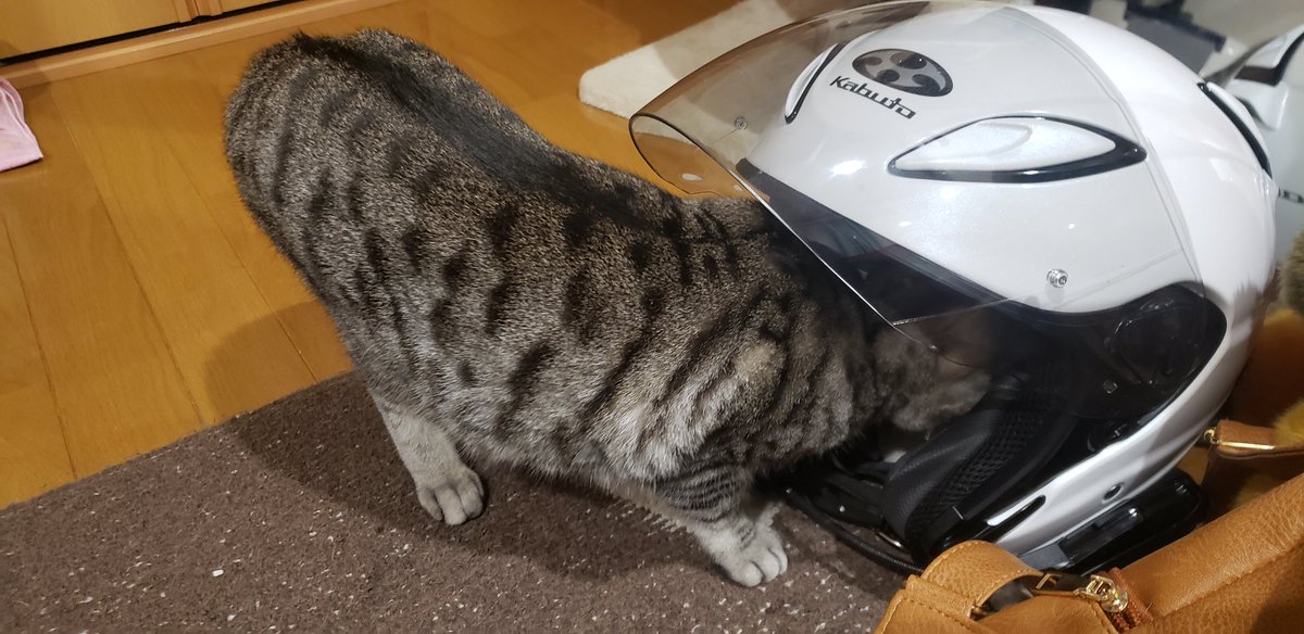 mochizuki_miki's tweet image. ヘルメットに興味を示すひかりさん

#Kabuto
#AVAND2
#ヘルメット