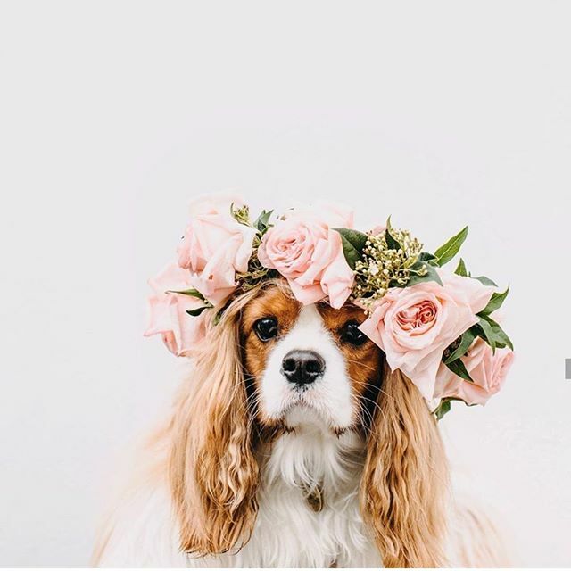 Happy (fluffy friend) Friday all! 🐶 Hope you have lovely weekends ahead of you! .
.
.
Photography: <a href="/ridhwaanmoolla/">Ridhwaan Moolla</a> from @organicpetpo
Pup: @littlejerryboy .
.
.
.
#wedding #weddinginspo #petsatweddings #weddingdogs #dogsatweddings #weddingstyle #wedd… ift.tt/39WmcDM