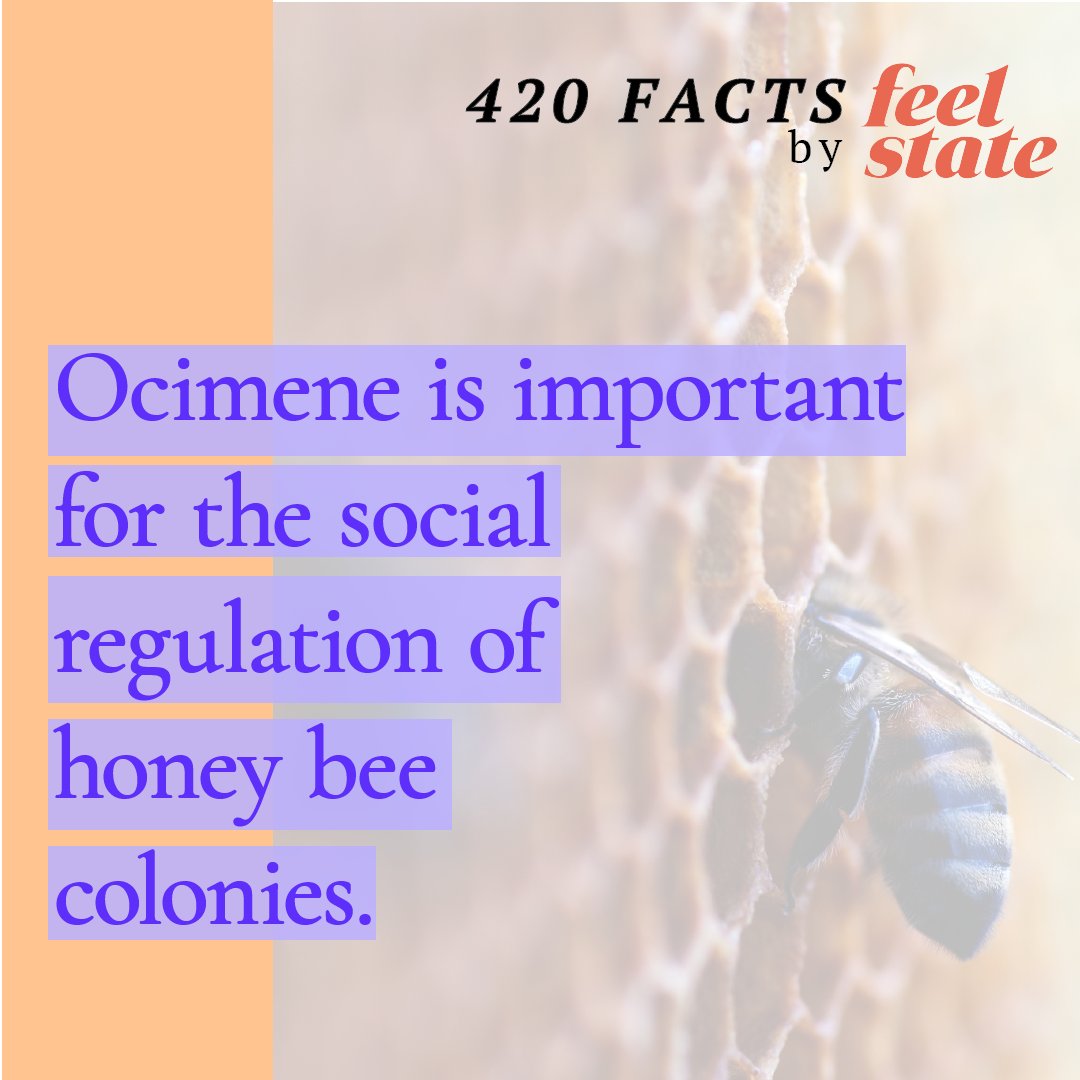 A little Friday fun fact! We learn more about terpenes every day and love sharing what we discover.