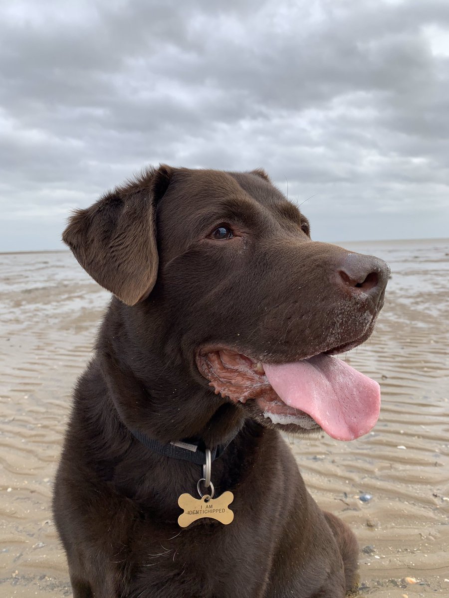 Ted_Choc_Lab's tweet image. Selfie time.......