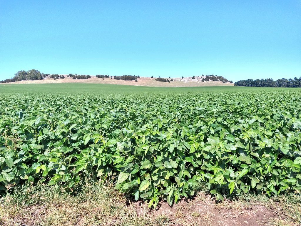 Santiguazzelli's tweet photo. #Soja de primera en La Numancia.
Se pusieron buenísimas después de las lluvias y ya se ven ataques de #isoca medidora. Clave el #monitoreo, a no DORMIRSE. Consulte a su Ingeniero Agrónomo de confianza!! @CiafbaOficial @marianoluna79
Ambiente estilo las #highlands de @PecoAz https://t.co/gn7Yiyw4Dn