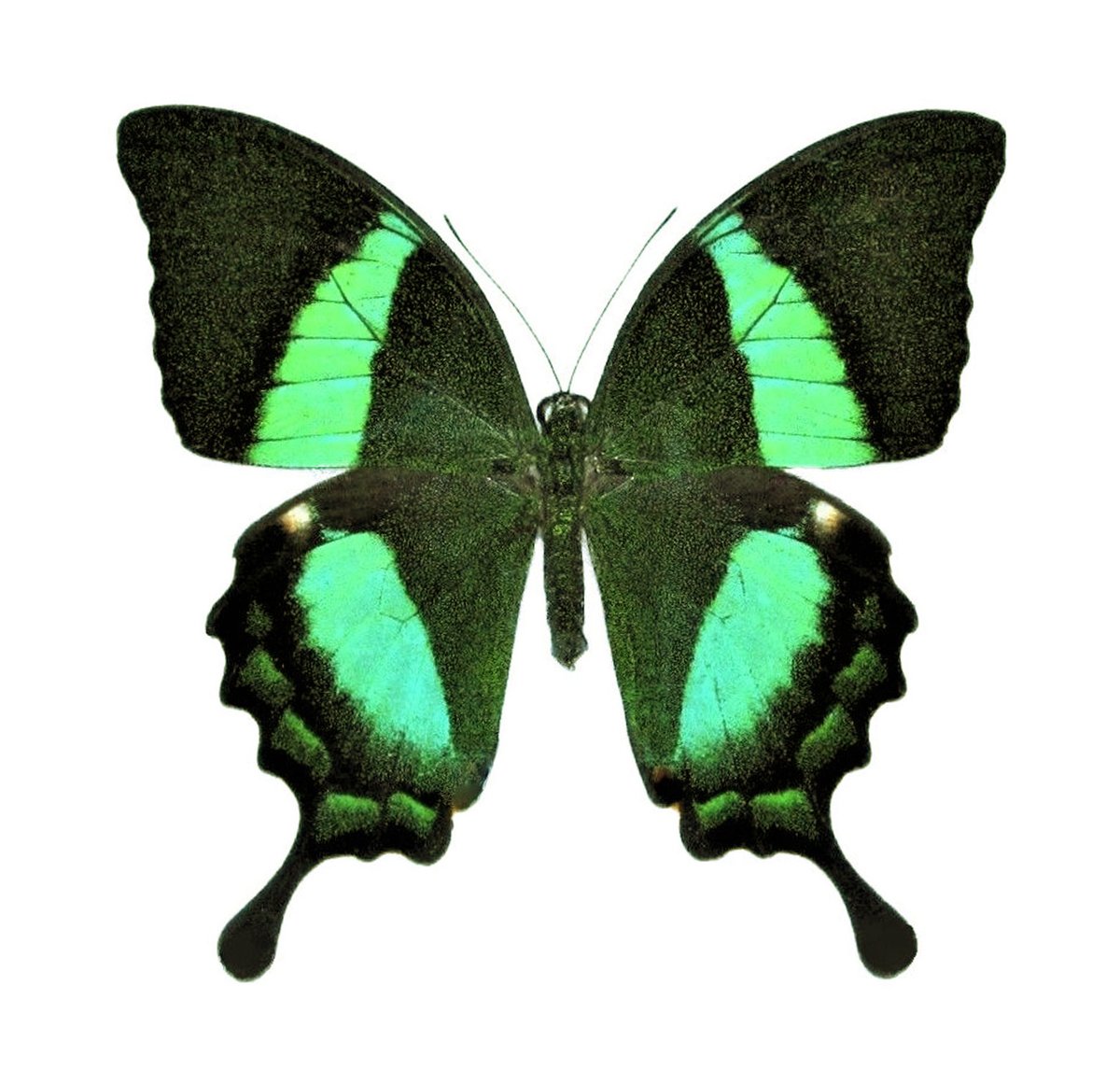 1枚目は一般的な標本、2枚目は生態写真を見ながら作った立体展翅標本