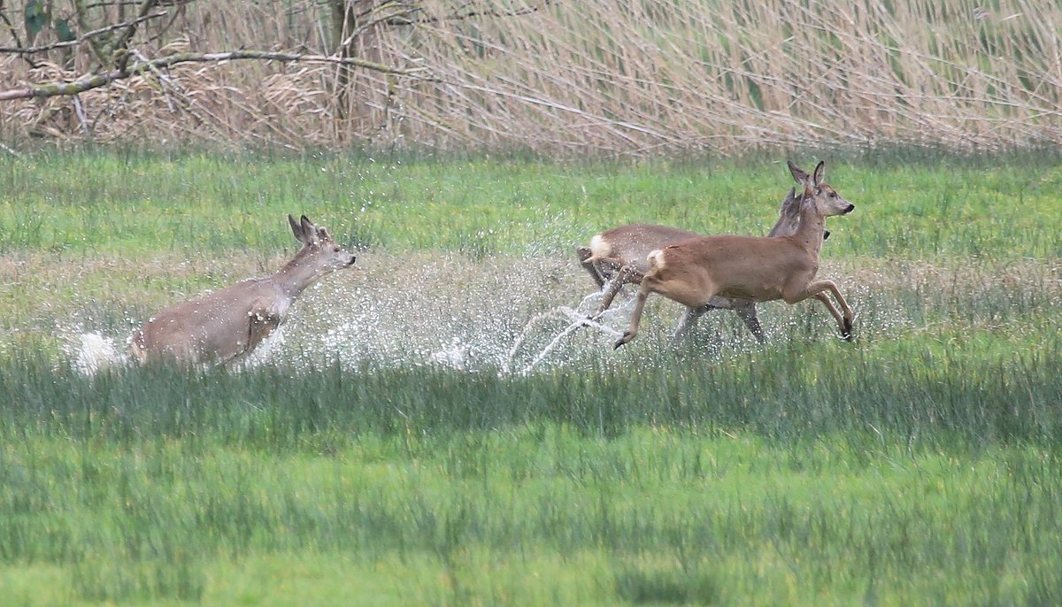 jurgen_vds's tweet photo. #reeen in het #Merkske
#plasdras #roedear
#naturephotography
#Canon #Canon_photos
#Staatsbosbeheer #NatuurenBos #Natuurpunt https://t.co/Ghls3lym6u