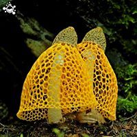 American Chestnut Land Trust tweet media